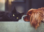 Karlovčani mogu besplatno kastrirati i sterilizirati pse i mačke – Grad plaća umjesto njih, vlasnici samo podnose zahtjev i dogovaraju termin s veterinarskim ambulantama